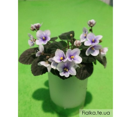 Saintpaulia velutina light 376